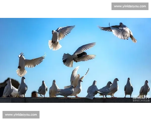 鸽子比赛精彩瞬间回顾，飞翔与速度的极限挑战